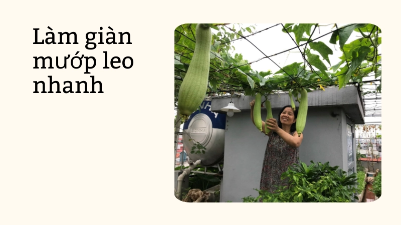 Cách làm giàn cho mướp hương leo nhanh