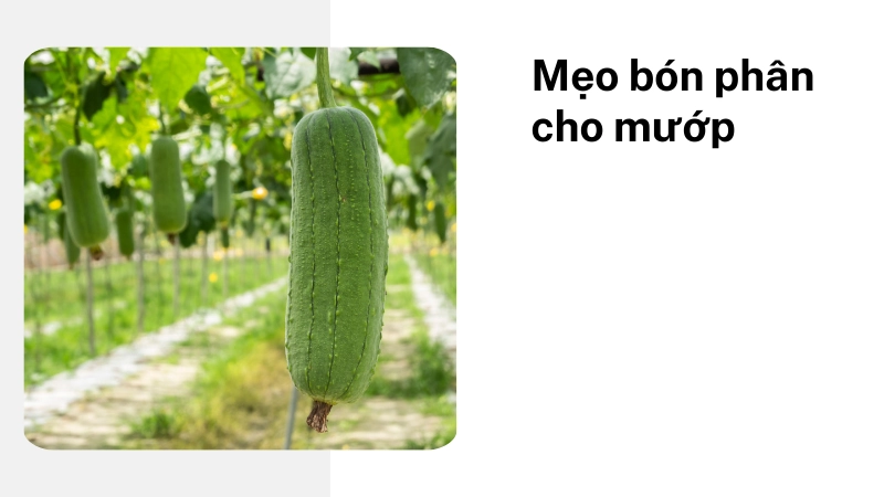 Mẹo bón phân giúp mướp hương ra quả