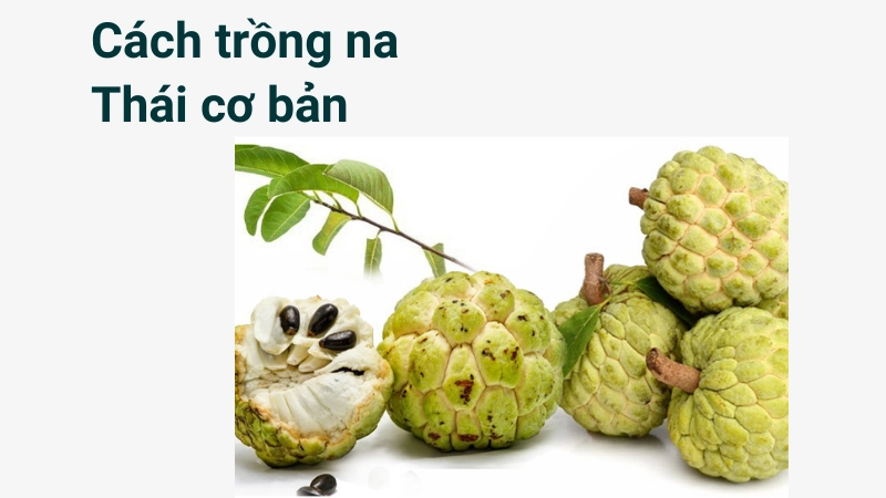 Hướng dẫn cách trồng na thái cho người mới bắt đầu