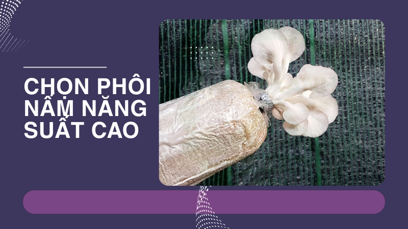 Kỹ thuật chọn phôi nấm chất lượng cho năng suất cực cao