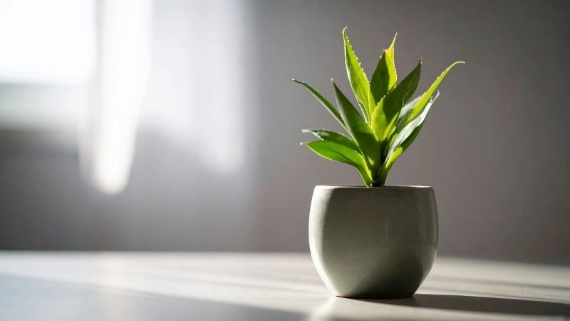 Cách bố trí cây xanh để tối ưu hóa vượng khí