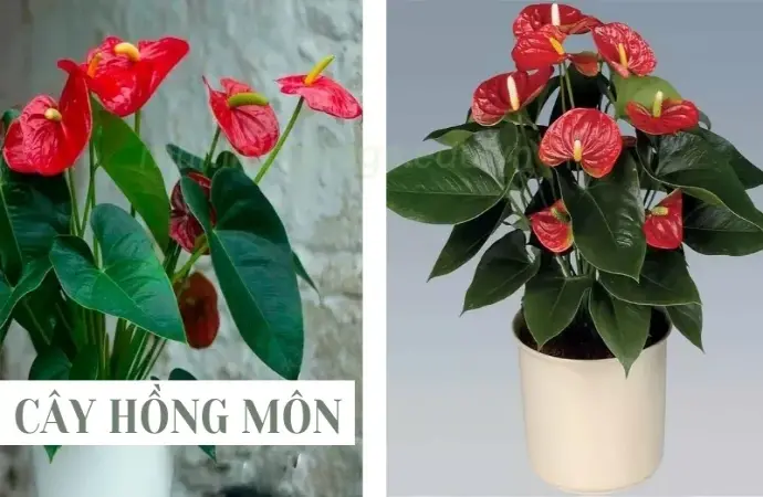 Cây hồng môn - Loài cây phong thủy mang đến may mắn và tài lộc