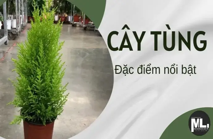 Ý nghĩa phong thủy của cây tùng - Top 5 giống tùng đẹp nhất