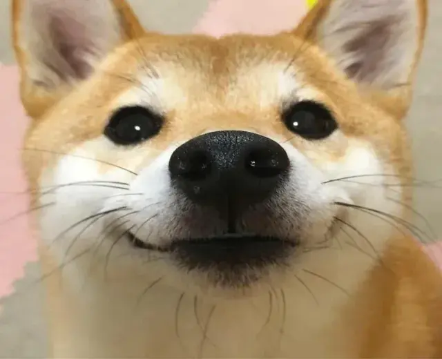 Tại sao doge meme luôn khiến bạn cười ngất?