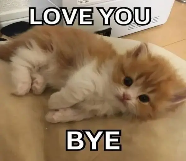 Bye meme khiến bạn cười ngất với những pha chia tay hài