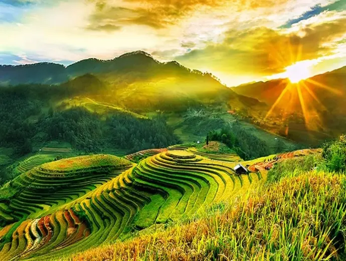 Cánh đồng yên ả mang hơi thở của làng quê Việt
