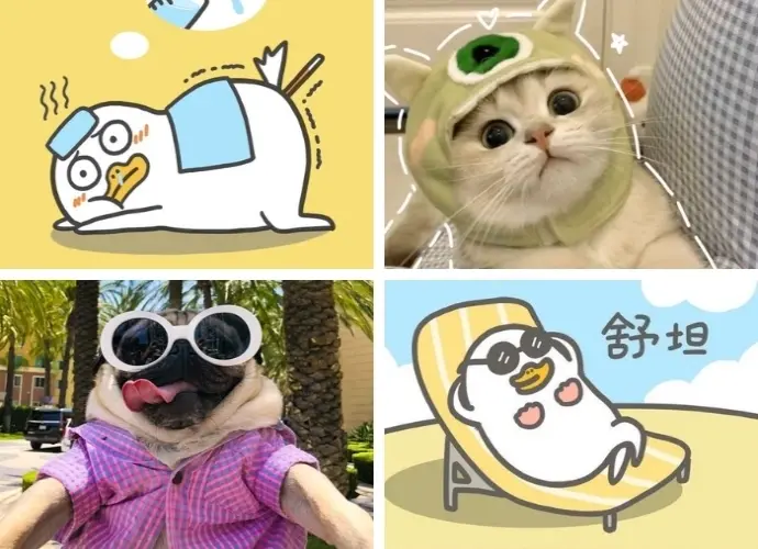 Cười xỉu với loạt ảnh vô tri hài chất như nước cất