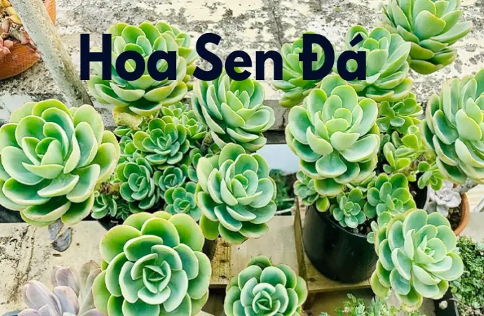 Hoa sen đá – Vẻ đẹp giản dị cùng ý nghĩa phong thủy