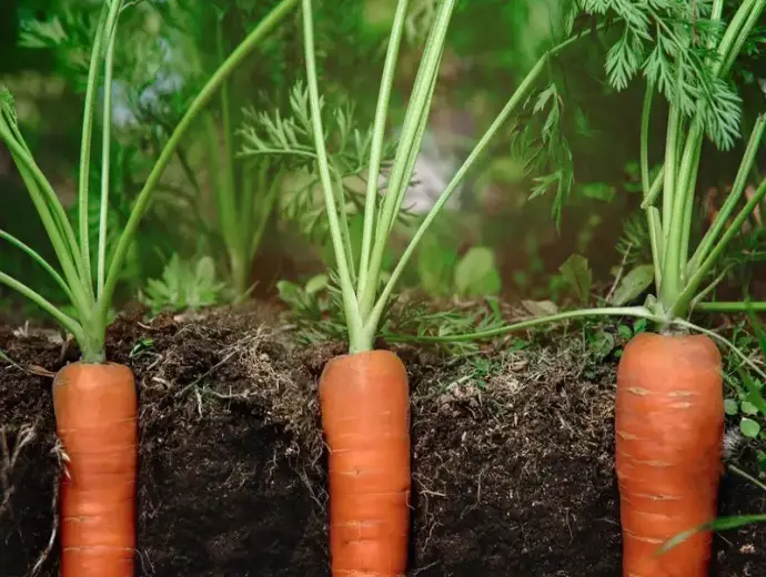 Bí quyết cách trồng cà rốt tại nhà năng suất cao ngon ngọt