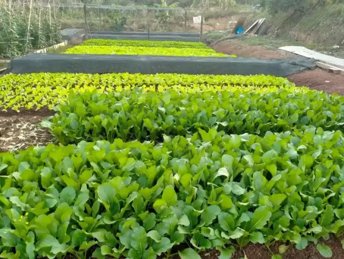 Kỹ thuật chăm sóc và cách trồng cải ngọt hiệu quả tại vườn