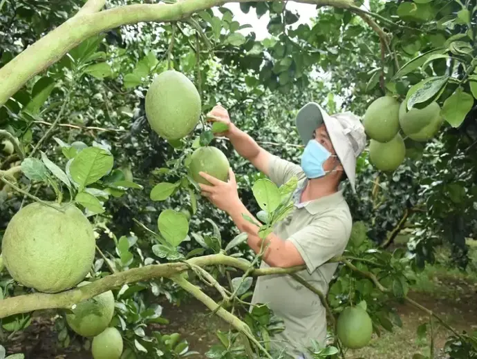 Hướng dẫn chi tiết cách trồng cây bưởi tại nhà hiệu quả