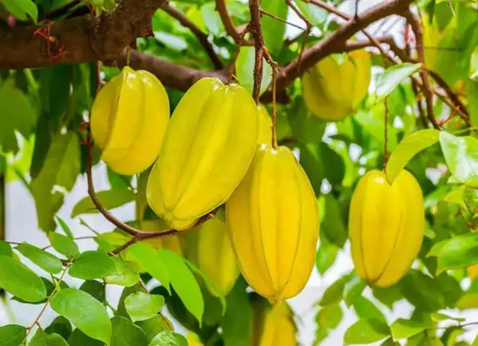 Bí quyết trồng cây khế khỏe mạnh và cho trái đều quanh năm