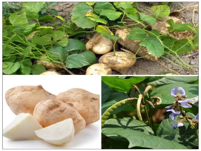 Hướng dẫn toàn tập cách trồng củ đậu tại nhà cực hiệu quả