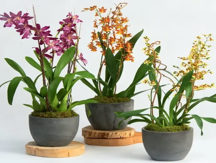 Cách trồng hoa lan vũ nữ tại nhà đơn giản nhưng hiệu quả