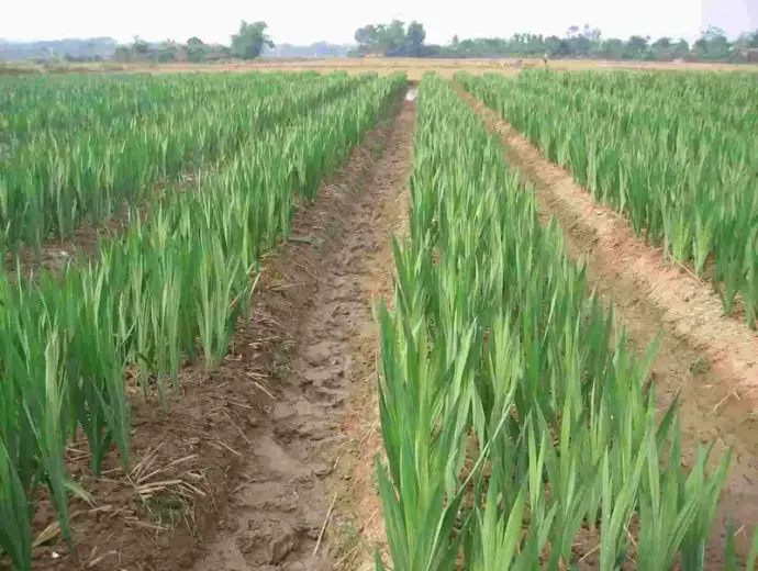 Học cách trồng hoa lay ơn để vườn nhà luôn luôn đầy sắc màu