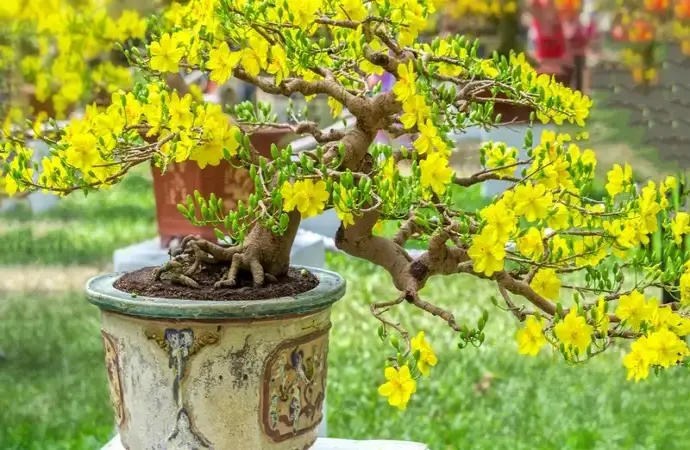 Cách trồng hoa mai vàng rực rỡ đơn giản cho người mới