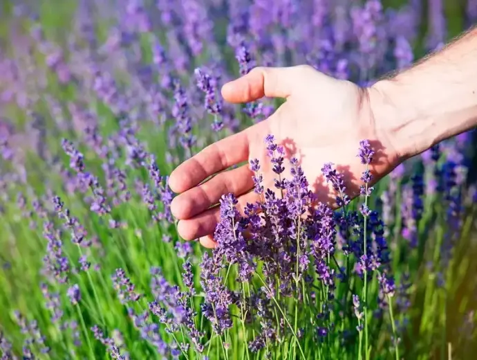 Cách trồng hoa oải hương hiệu quả cho người mới bắt đầu
