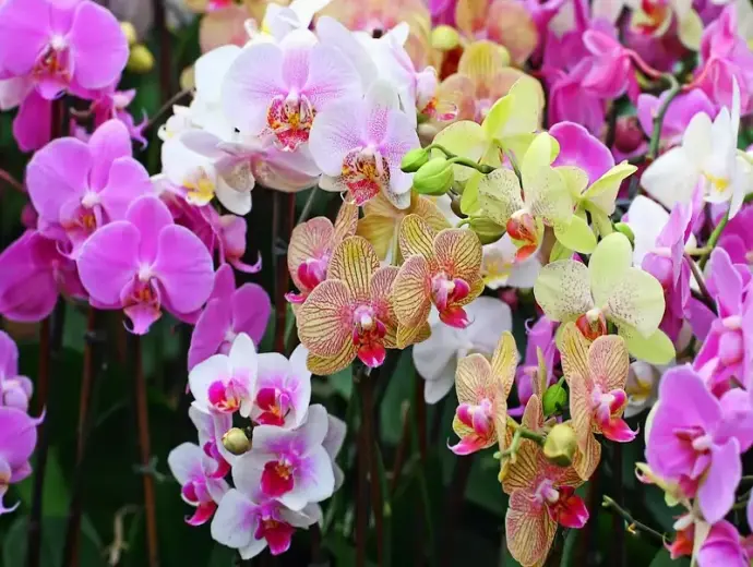 Cách trồng hoa phong lan đơn giản cho người mới bắt đầu