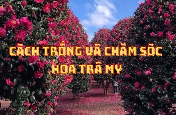 Hướng dẫn chi tiết cách trồng hoa trà my rực rỡ quanh năm