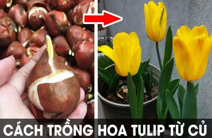 Cách trồng hoa tulip đẹp tại nhà cho người mới bắt đầu