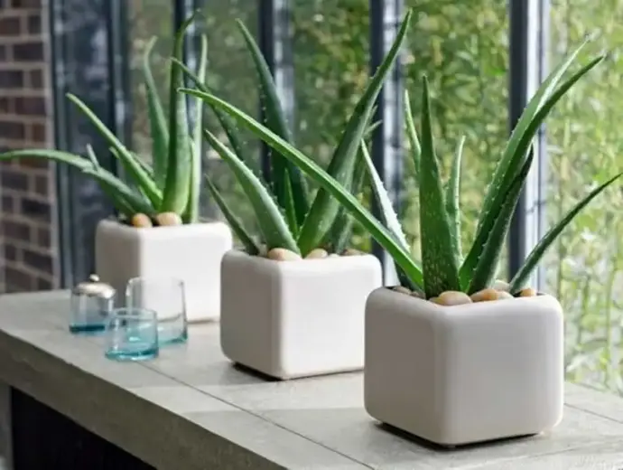 Cách trồng nha đam chuẩn giúp cây nhanh lớn tại nhà