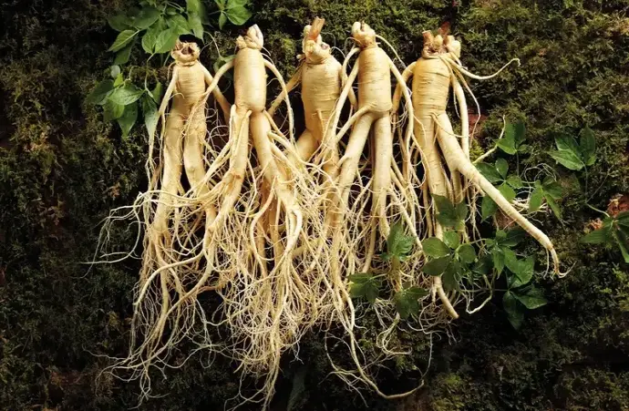 Hướng dẫn chi tiết cách trồng nhân sâm đạt năng suất cao