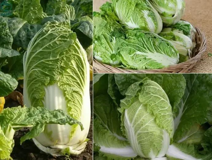 Cách trồng rau cải thảo tại nhà đơn giản và hiệu quả nhất
