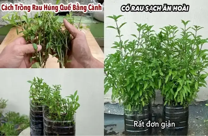 Cách chăm sóc và trồng rau húng chó luôn xanh tốt tại nhà