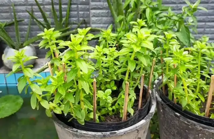 Hướng dẫn cách trồng rau ngổ đơn giản tại nhà hiệu quả nhất