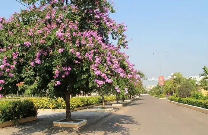 Khám phá vẻ đẹp và công dụng tuyệt vời của cây bằng lăng