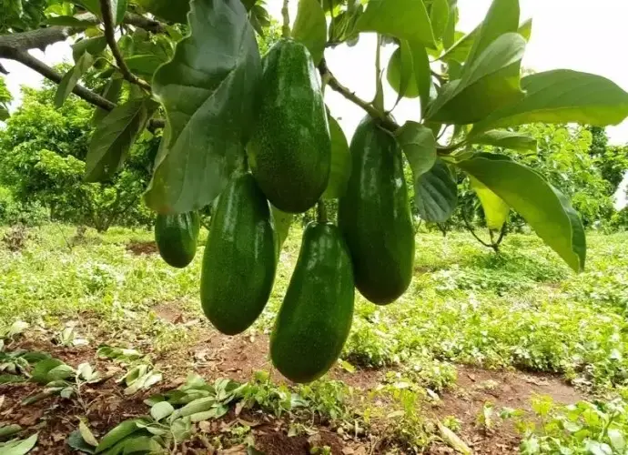 Khám phá đặc điểm và lợi ích tuyệt vời từ cây bơ cho sức khỏe