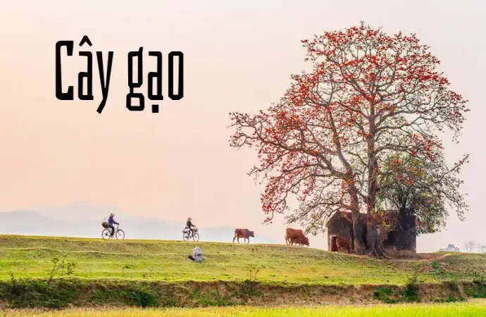 Cây gạo – Biểu tượng mùa hè rực rỡ và ý nghĩa văn hóa