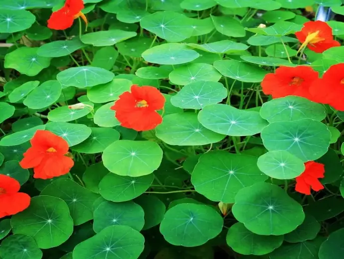 Cây hoa sen cạn – Vẻ đẹp rực rỡ cho không gian sống