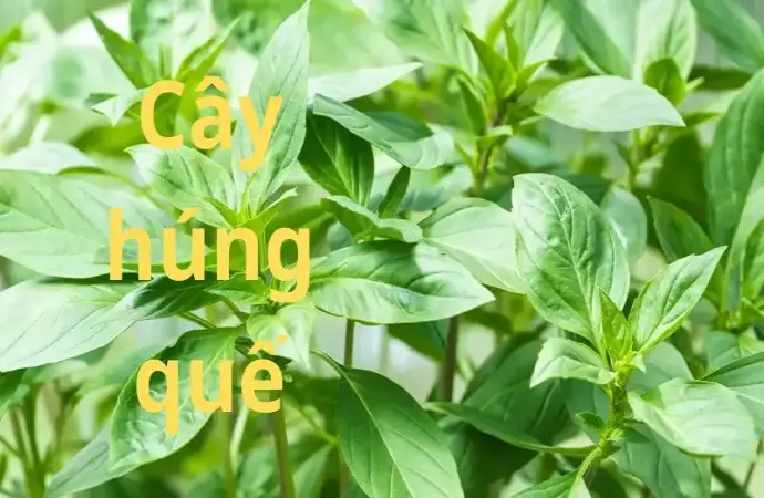 Cây húng quế- Cách trồng và chăm sóc đơn giản hiệu quả