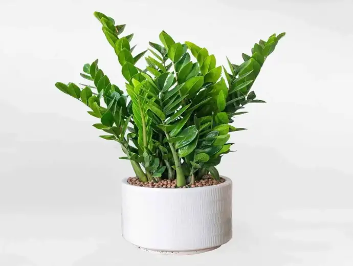 Bí quyết chăm sóc Cây kim tiền luôn xanh tốt và may mắn