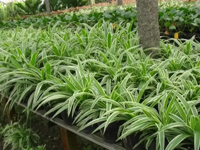 Khám phá Cây lan chi – Vẻ đẹp tinh tế cho không gian xanh