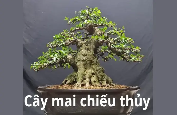 Cây mai chiếu thủy – Loài cây phong thủy mang vẻ đẹp thanh tao