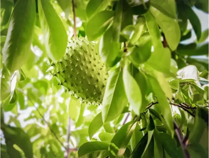 Cây mãng cầu xiêm: Cách trồng, chăm sóc và thu hoạch tốt nhất