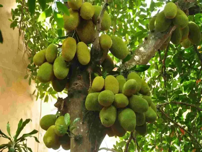 Tìm hiểu Cây mít và cách chăm sóc để cây luôn khỏe