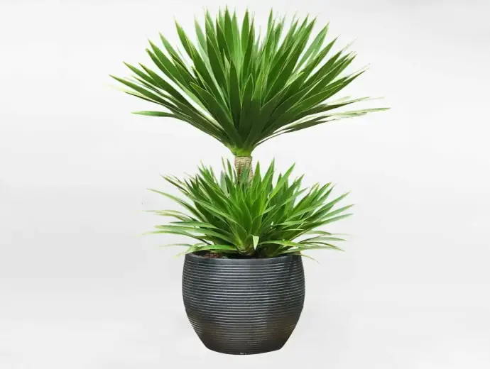 Hình ảnh và đặc điểm của Cây Phát Tài Núi trong nhà