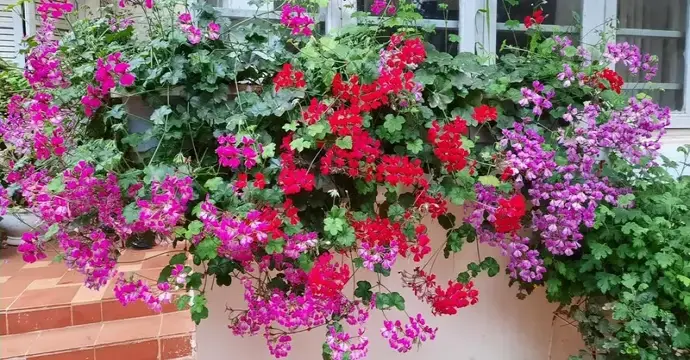 Hình ảnh Cây Phong Lữ Thảo và ý nghĩa phong thủy đặc biệt