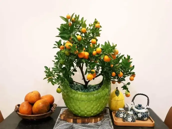 Cây quất ngày Tết mang may mắn và cách chăm sóc chuẩn