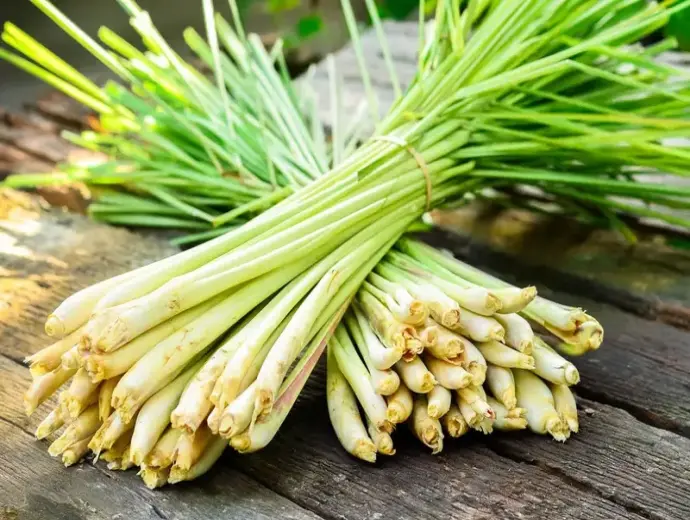 Khám phá công dụng tuyệt vời và cách trồng cây sả hiệu quả