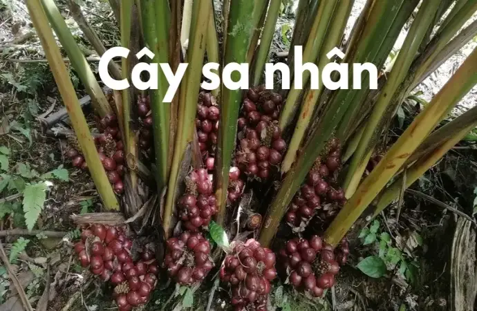 Cây sa nhân và những công dụng quý hiếm trong Đông y