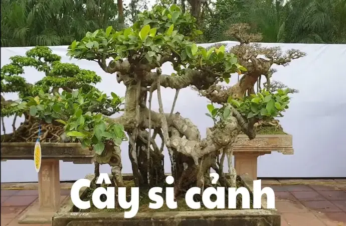Khám phá vẻ đẹp và cách chăm sóc cây si cảnh hiệu quả