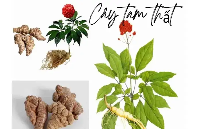 Khám phá giá trị và công dụng tuyệt vời của cây tam thất