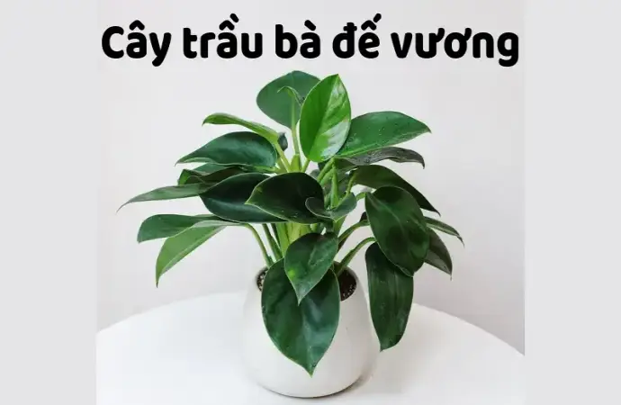 Cây trầu bà đế vương – Hình ảnh và cách chăm sóc đúng chuẩn
