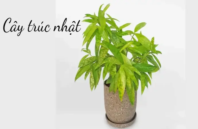 Cây trúc nhật đẹp dễ chăm sóc mang không gian xanh mát