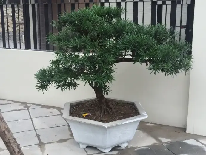 Hình ảnh cây Tùng La Hán và ý nghĩa phong thủy sâu sắc