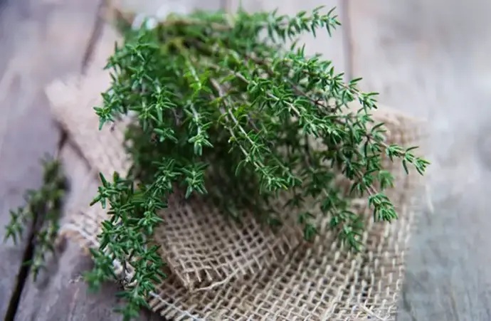 Cây xạ hương- Công dụng và hình ảnh sinh động dễ hiểu